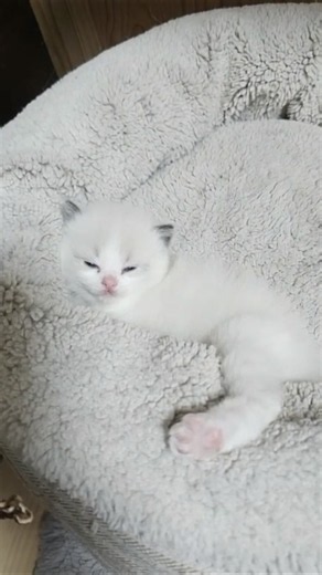 아직도 소개 못한 친구들이 참 많아요 ♥-♥ #토이앤버니팜 #양평가볼만한곳 #bunny