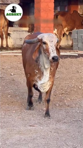 How to develop top milking cow #cow #dairyfarming #farming #facts