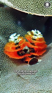 53K views · 2.1K reactions | Christmas Tree Worms 視 Colorful Guardians of the Reef! #christmastreeworm #christmastreeworms #worm #oceancreatures #sealife #seacreatures #oceanlife #aquaticlife #aquaticanimals #sealovers #oceanlover #wildlife | 1 Minute Animals | Facebook