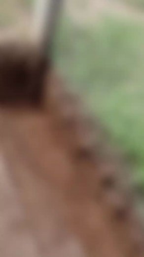 Videos de brianabbona (@brianabbona) con “sonido original - bluwiefr”