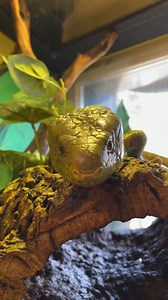 Happy World Lizard Day! 🦎 From the horned Titan, our beautiful rhinoceros iguana, to the curious prehensile-tailed skinks, Fern & Makara, and the gentle giant Caledonian Gecko, Kanak, to our always-charming blue-tongued skink, Newton—today we’re celebrating the incredible diversity of lizards! #WorldLizardDay #lizard #skink #iguana #gecko | Point Defiance Zoo & Aquarium