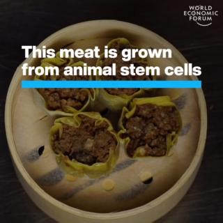 1.5K views · 61 reactions | This company is tackling the overuse and misuse of antibiotics in food systems. The World Economic Forum’s Centre for Health and Healthcare is identifying and scaling up solutions to address antimicrobial resistance to build more resilient, efficient and equitable healthcare systems. Learn more: https://ow.ly/LYM650QaH93 Shiok Meats | World Economic Forum | Facebook