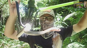 Cobra strike destroys expensive camera equipment