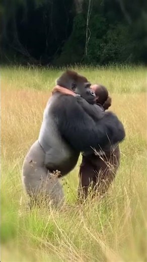 A Gorilla’s Love for His Human Friend 💖