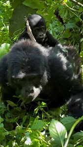 🦍 Gorilla Babies at Play – A Heartwarming Sight! 🌿 In the dense jungles of Uganda and Rwanda, baby gorillas bring joy and energy to their families! They climb, tumble, and play under the watchful eyes of their mothers and the protective silverback. Seeing these little ones in action is a truly unforgettable experience! 🔥 Did You Know? ✅ Baby gorillas ride on their mother’s back until they’re around 3-4 years old. 🍼💚 ✅ Just like human kids, they love to play, learning important survival skil