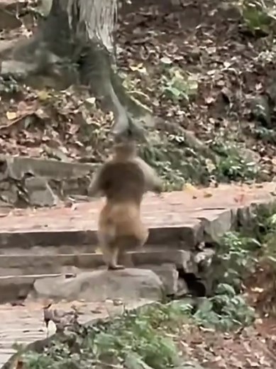 Macaquinho Engraçado Correndo e Fazendo Memes
