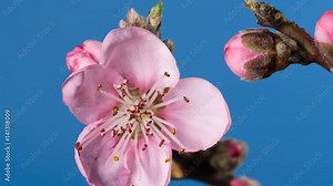 Flowering branch of a peach tree