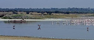 In Pics: Rescued Flamingo chicks take their first flight!