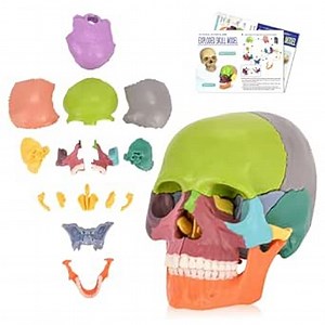 SimCoach Human Skull Model - 15 Parts Exploded Anatomy, Mini Anatomical Head for Medical Students, Multicolor Teaching Tool: Amazon.com: Industrial & Scientific