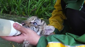 19K views · 462 reactions | Recently, a pair of captive bred twin Bengal tiger babies enjoyed their first outdoor activity after being one month old in southwest China's Chongqing. These two tiger cubs are the firstborn to a Bengal tiger at Chongqing Wildlife World. They are both very lively now and one of them has reached a weight of about 4 pounds. #PandaNews #ChinainLens #WildlifeParadise For more panda information, please check out: https://en.ipanda.com | iPanda | Facebook