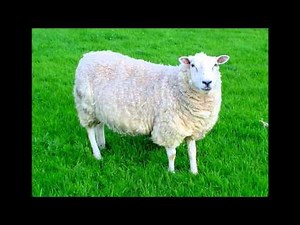 Animals sounds and pictures