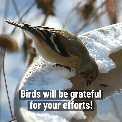 18 reactions · 3 comments | A heated birdbath supplies a source of fresh water when it's scarce. Help your birds by installing one this winter. | Allseasonswildbirdstore | Facebook
