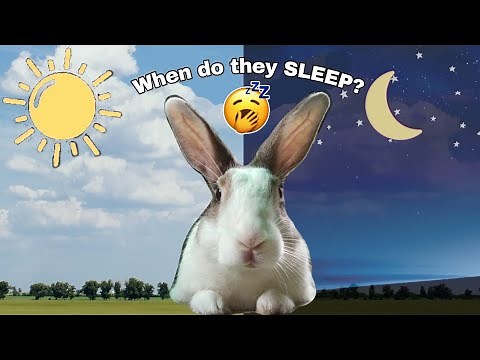 Do Rabbits Sleep All Day? When Do Rabbits Sleep? || Rabbit Sleeping Pattern Pt. 2