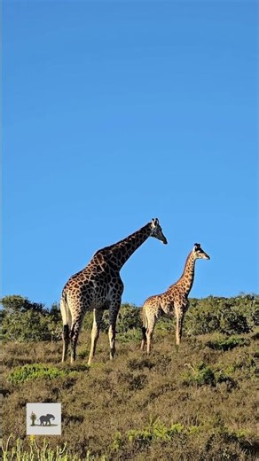 Indalu Game Drives: Experiencing Nature At Its Own Pace