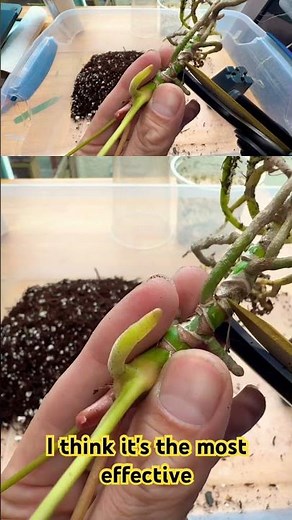 How to propagate anthurium via stem cutting #plants #plantcare #propagation #plantlife #planttalk