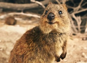 【2026年版】パース ロットネスト島観光ガイド［行き方・楽しみ方］ | Australia Life