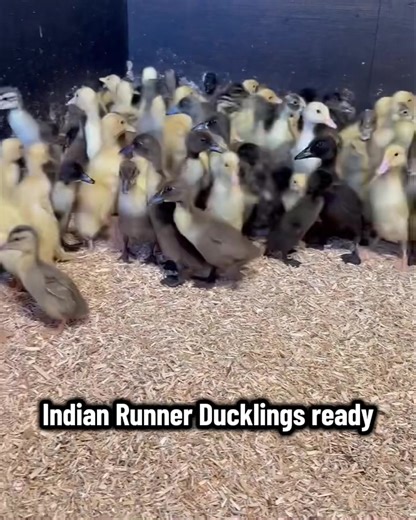 Lots of Indian Runner Ducklings ready We hatch every week so have a range of colours and ages in stock. From unsexed newly hatched birds to off heat guaranteed females. Opening times
