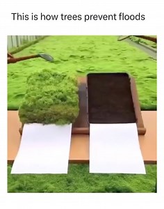 🌳 #Trees turn soils into sponges Their foliage helps to slow down rainwater Planting trees (or rewilding) is the cheapest solution to prevent flooding The simple way is often the best #plantsforourfuture #plantsupply #sjhnursery #regenerative #landscapedesign #landscapearchitecture #agroecology #regenerativefarming #agroforestry #farming #tuin #tuinarchitectuur #permaculture #voedselbos #nature | Plants for Our Future