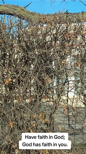 Amen. 🙏🙏🙏 #faith #hope #pray #inspiration #motivation #nature #birds #relaxing #fyp