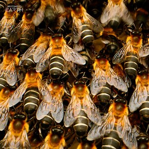 2.5M views · 74K reactions | Looks like it’s time to respectfully buzz off  With a dazzling wave of coordinated flips, Himalayan giant honeybees are able to defend their cliffside hives from almost any predator. #ourHOME | National Geographic Animals | Facebook