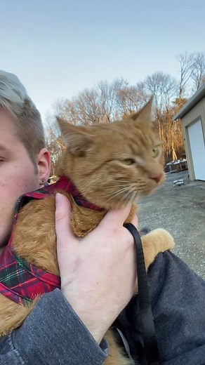 #garbagethecat #stinky #amgry #cat #fyp