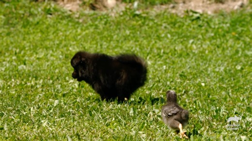 55K views · 497 reactions | Catch these cute animals becoming best friends with others! A Maremmano dog becomes best friends with a kitten named Snowball, a dog named Peggy bonds with a piglet named Lulu, joeys and darbys become friends, three Pomeranians play with birds and more! Stream Too Cute! on Discovery+ #AnimalPlanet #TooCute! | Animal Planet | Facebook