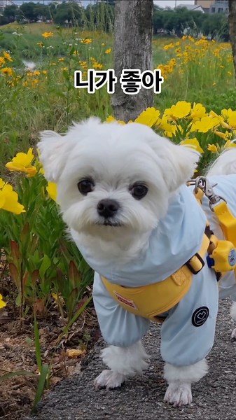 I Like You | Dog Jenny I Like You #dog #cute #cute #maltese #pets #puppy #maltese #challenge #lov...