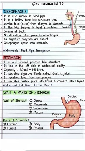 Digestion System Full Notes #notes #full information #gnm #neet #gk
