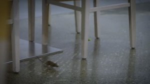 Slow Motion House Mouse Running Around Stock Footage Video (100% Royalty-free) 25310972 | Shutterstock