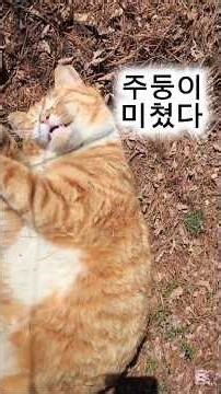 노는 거 맞아? 눕눕 뚱냥이😂 #cat #길고양이 #kucing #shorts #cute #고양이 유튜브 #귀여운 길고양이