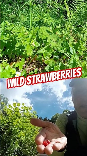 Wild strawberries make for perfect foraging this time of year #wildfood #strawberries #eatseasonal