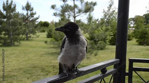 close-up portrait of a hooded crow. a smart bird poses and looks warily at the photographer and along the sides Stock Video
