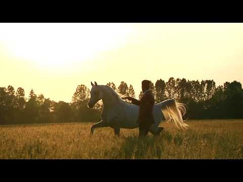 Path to Glory: The Rise and Rise of the Polish Arabian Horse - Film Trailer