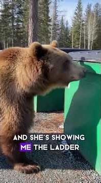 Momma Bear Asks For Help! 🐻❤️ #bears #rescue #cute #viral #nature