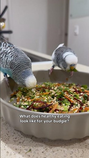 Budgies Diet and healthy eating #budgies #wellensittiche #budgerigar #parakeet
