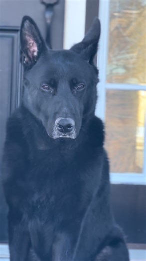 #dogparent #labrador #germanshepherd #fyp