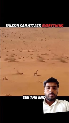 Falcon 😮 attack on Bird 🐦#greenscreen #shortsfeed #animals #birds #viral