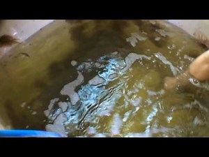 Video diary Vol. 3 - Sort fish to maximize the stock