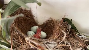 I’ve told you about 2 birds that dominate our bird feeder in our backyard, George and Irene. Well, they built a nest in a wreath on our door and Irene laid some eggs. The FIRST LITTLE BIRD has hatched! What shall we name him! Suggestions here. . . | Greg Laurie