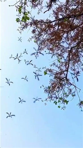 ✨ “Winged Helicopter Seeds Falling from a Maple Tree ✨ #shorts #pattern #nature #geometry