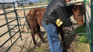 173K views · 10K reactions | Amaya update: She is getting much stronger and spunky. She just can't get enough green grass. | Help Alberta Wildies Society | Facebook