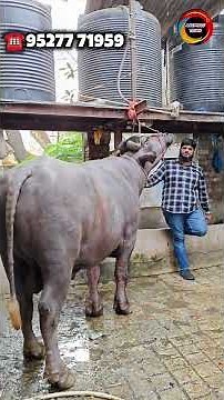 1000kg Pada In Bhiwandi Mumbai Maharashtra India #qurbani2026