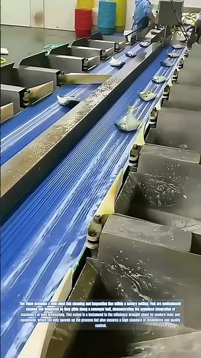 Streamlined Fish Processing: Efficiency in the Factory