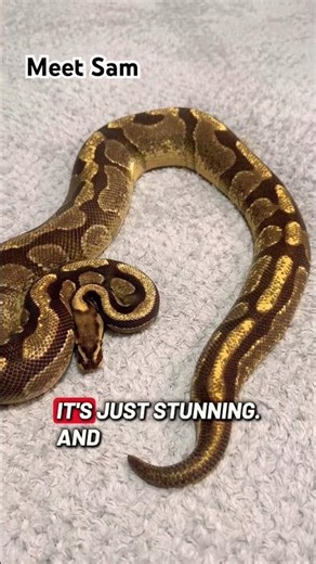 Meet Sam our Enchi Fire Royal Python #snake #reptiles #ballpython #pets #royalpython