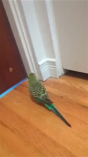 The BEST Animal Videos from the Internet!🐶