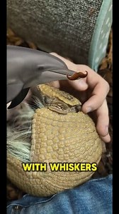165K views · 5.3K reactions | Answering your armadillo questions #armadillo #threebandedarmadillo #animals #pets | zoodaddy | Facebook