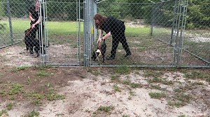 3.2K views · 96 reactions | URGENT for RESCUE ASAP. Beau is a wonderful boy !! He is one year old and already neutered. Beau has an injury to his back leg and has to leave the shelter by 5 PM Thursday (September 7). Please share and help us find this sweet, awesome boy a RESCUE. Call Janet 4787333941 at Bibb County Sheriff's Office Animal Services | Bibb County Sheriff's Office Animal Services | Facebook