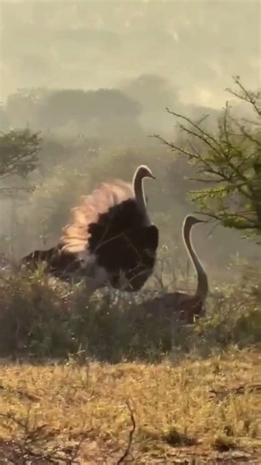 Ostrich Courtship Dance in the African Wild | Manyoni Safari