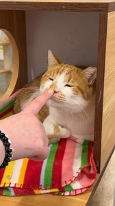 7K views · 1.4K reactions | This is your daily reminder to go boop your cats nose ❤️ #boopthesnoot #toocute #adorable #pokerface #catlovers #catscatscats #cats_of_world #furballs #catlife #catsanctuary #boops #boopboop #furballfarmpetsanctuary | Furball Farm Cat Sanctuary | Facebook