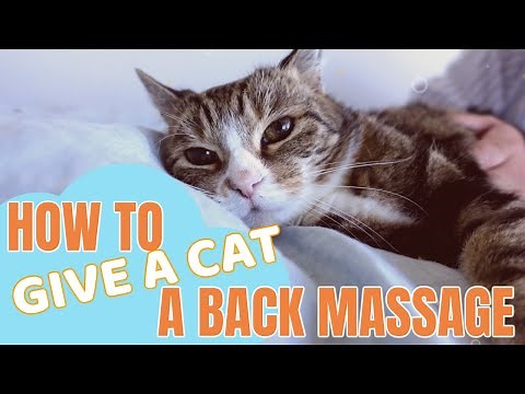 How to give a cat a back massage
